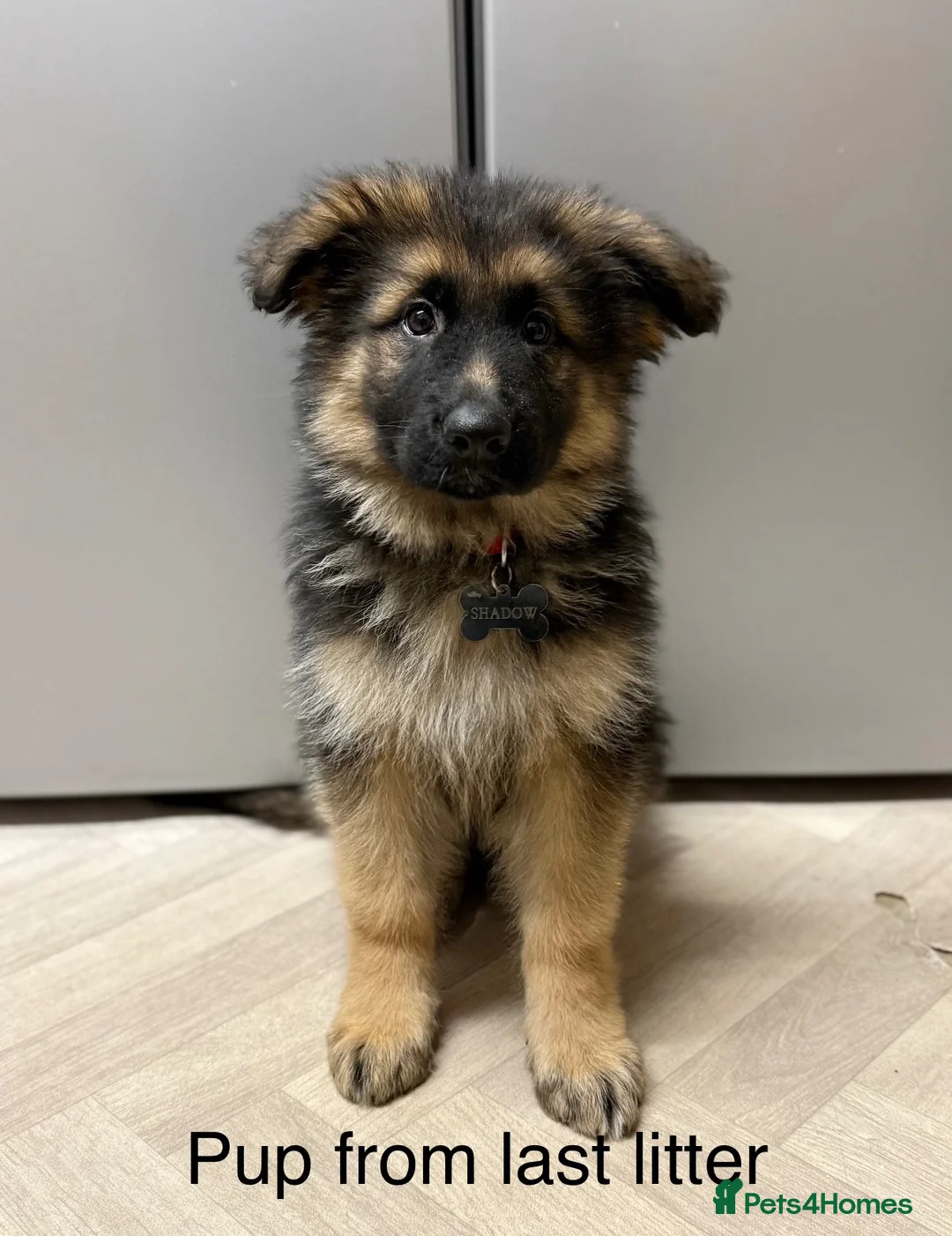 German Shepherd dogs for sale: Purebred German shepherd puppies  - Advert 28