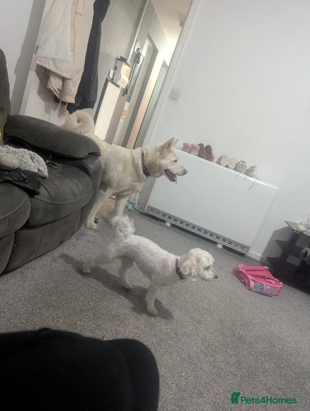 Maltipoo dogs for sale: Buddy male maltipoo  - Advert 5