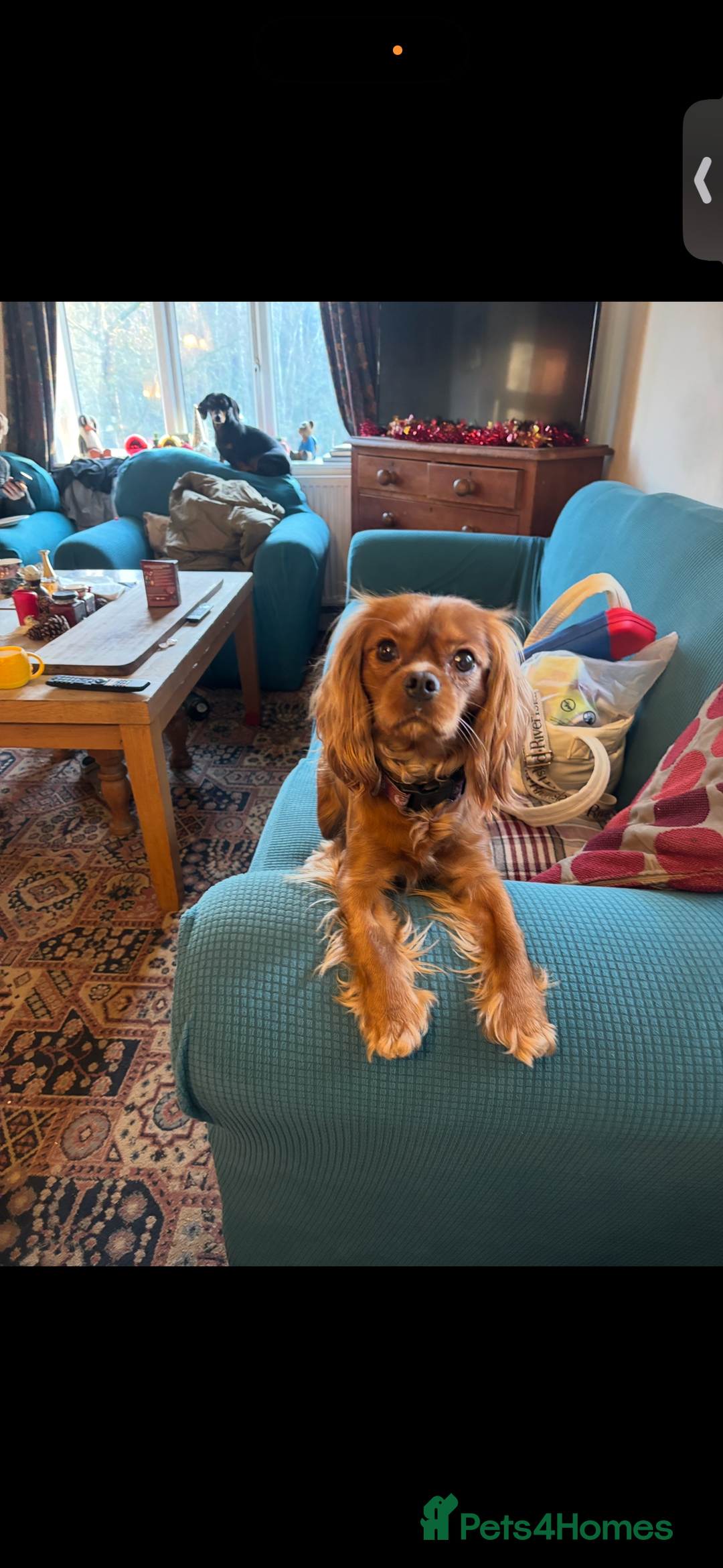 Cavalier King Charles Spaniel dogs for sale: King Charles cavalier rehome  - Advert 2