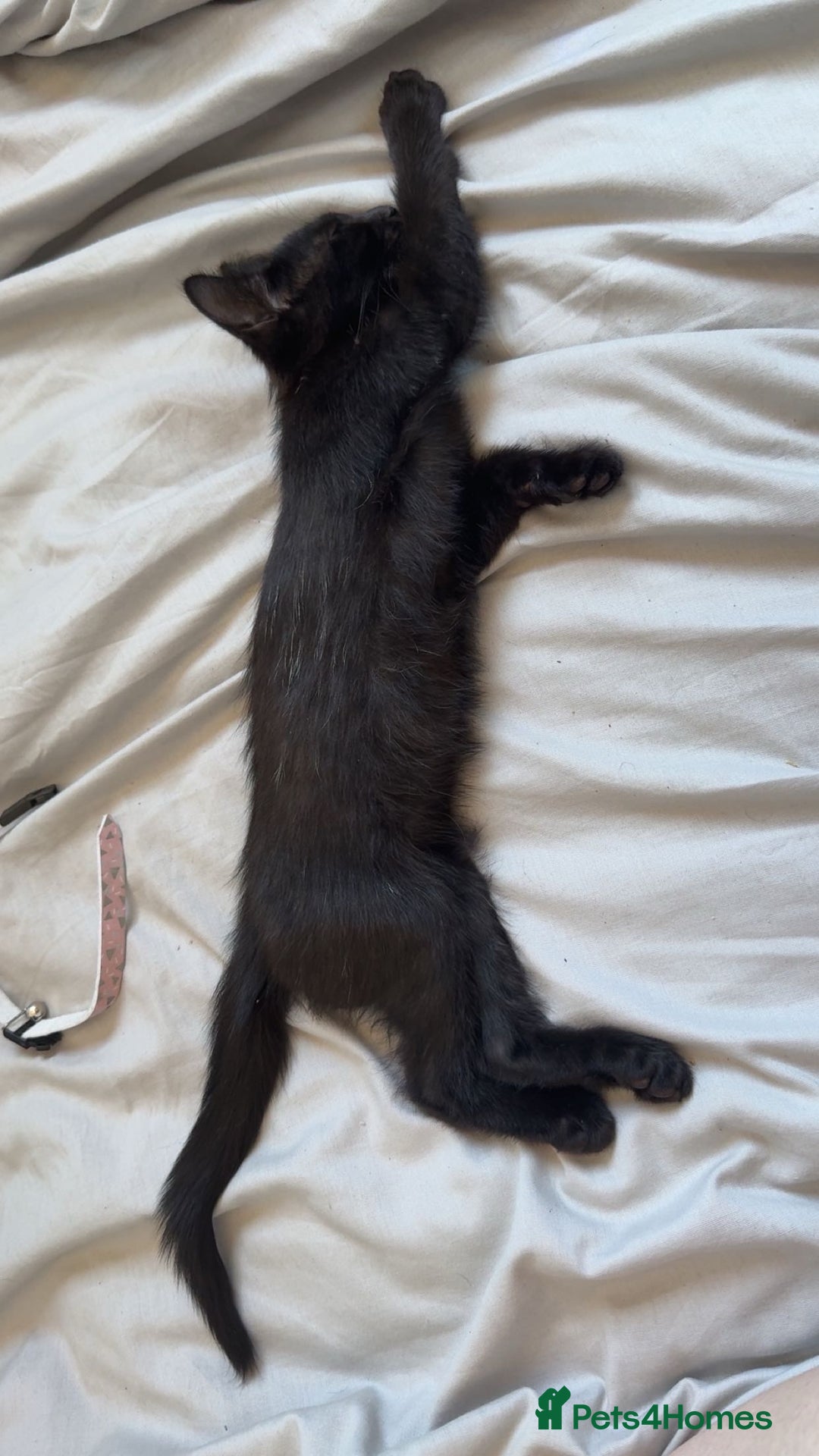 Mixed Breed cats for sale: Adorable black female - Image 4