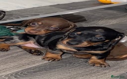 Miniature Dachshund dogs for sale: Miniature dachshund puppy’s  - Image 6