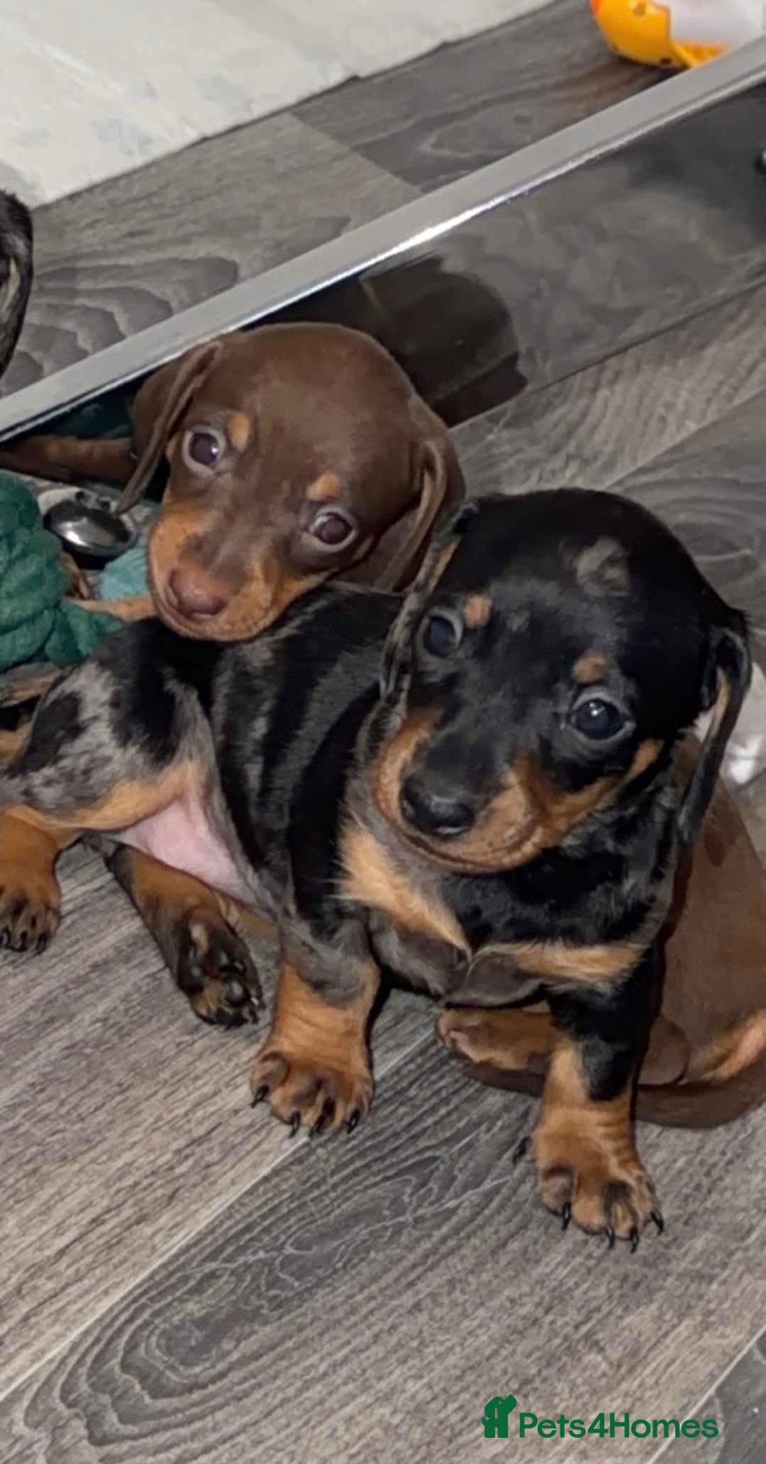 Miniature Dachshund dogs for sale: Miniature dachshund puppy’s  - Image 6