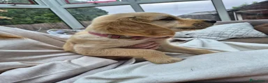 Golden Retriever 5