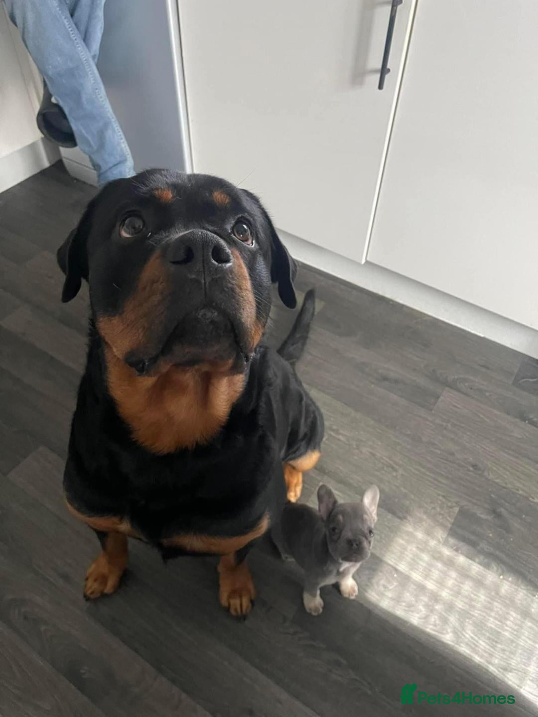 Rottweiler dogs for sale:  Beautiful Rottweiler puppies  - Image 7