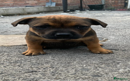 Staffordshire Bull Terrier dogs for sale: Staffy pups for sale - Image 9
