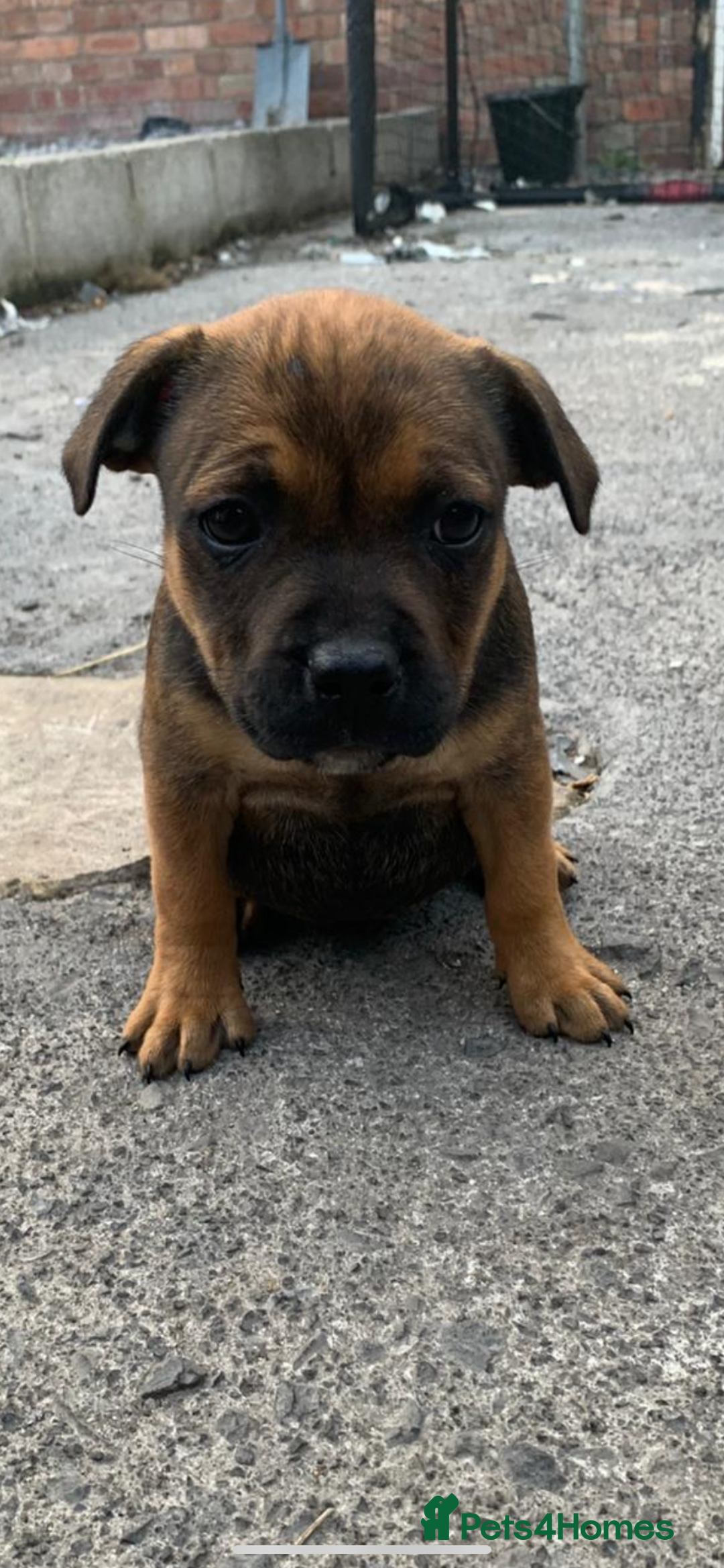 Staffordshire Bull Terrier dogs for sale: Staffy pups for sale - Image 9