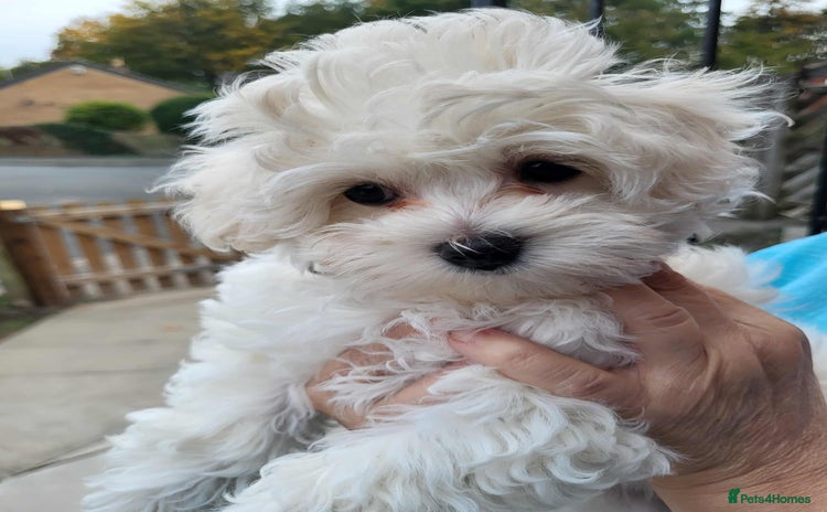 Maltipoo dogs - Advert 2