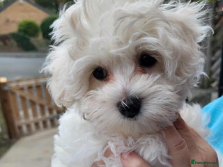 Maltipoo dogs - Advert 28