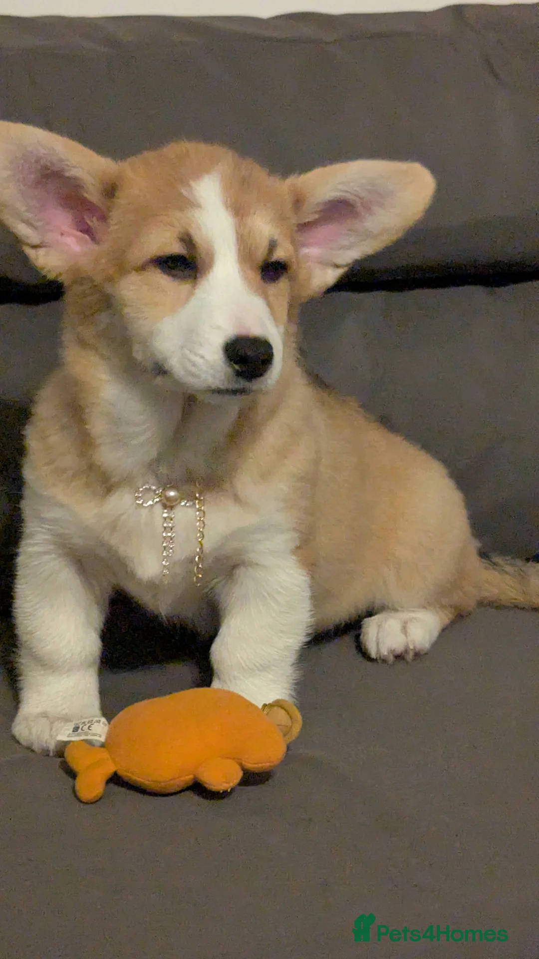 Welsh Corgi Pembroke dogs for sale: CHAMPION LINE FEMALE CORGI PUPPY  - Advert 4