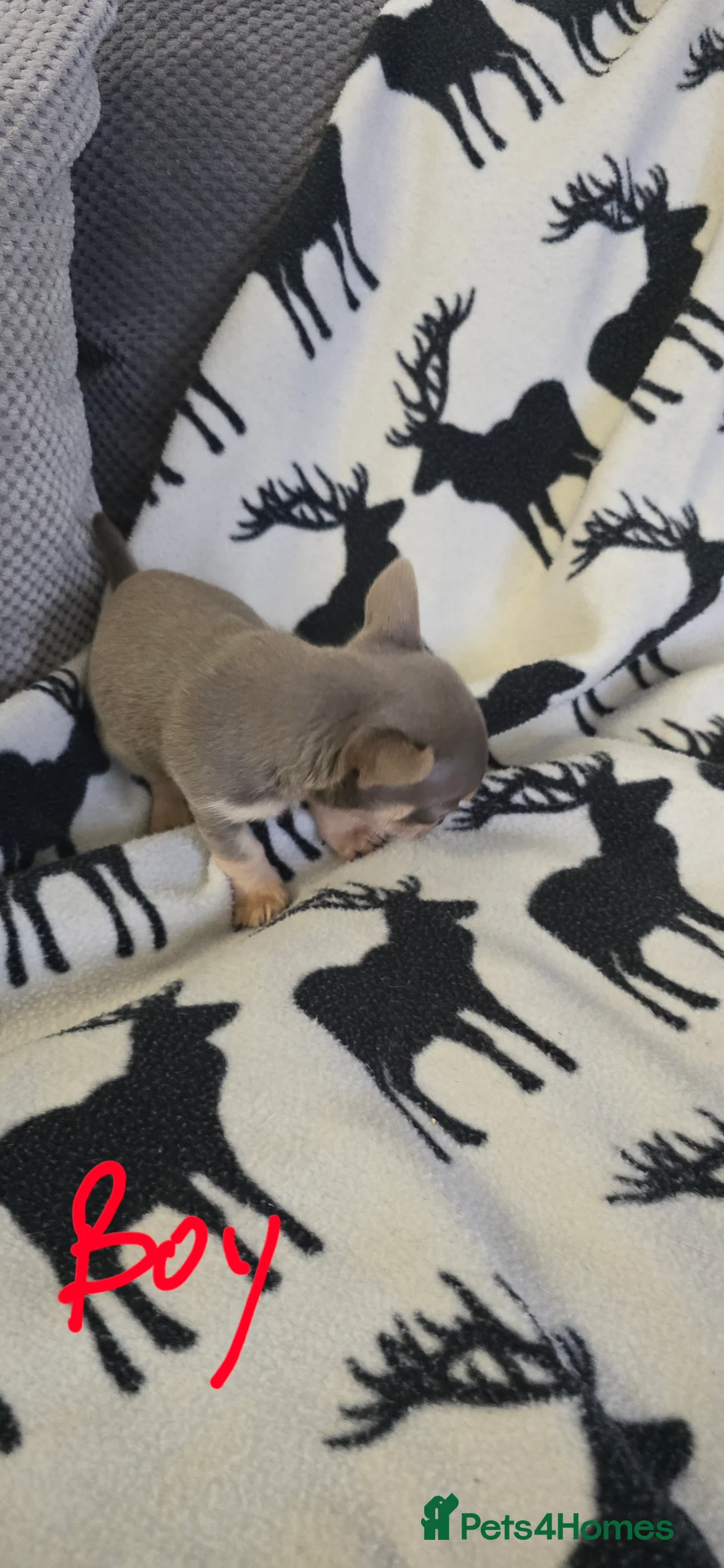 Chihuahua dogs for sale: Beautiful Chihuahua puppies  in Blackwood - Advert 17