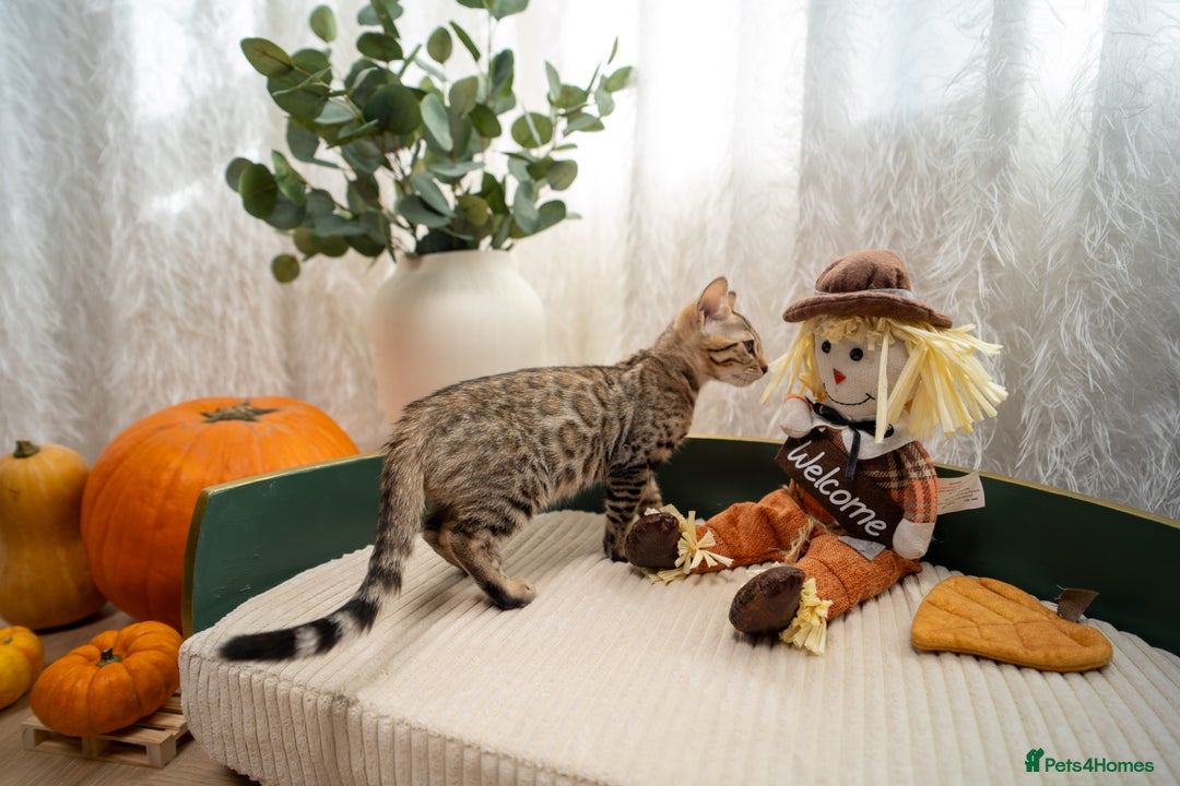 Bengal cats for sale: Bailey-TICA Bengal Girl, Excellent Genetic & Look - Image 24