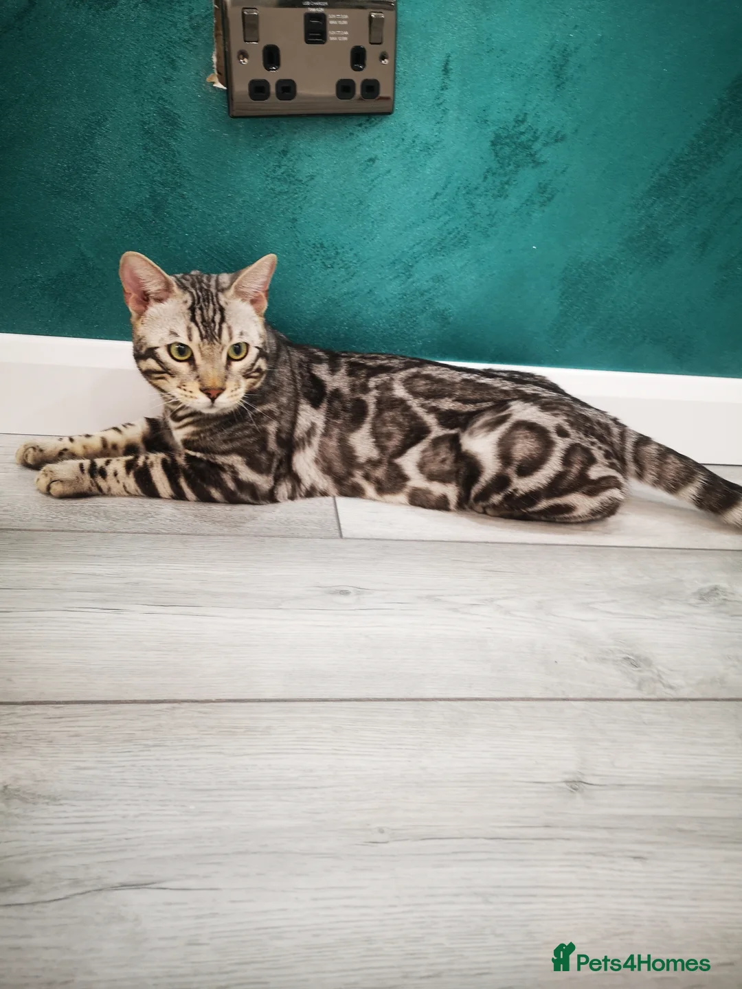 Bengal cats for stud: TICA active registered Silver boy for stud! in Bury Saint Edmunds - Advert 7