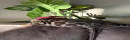 Bengal cats for sale: Beautiful Pedigree Bengal kittens for sale  - Advert 16