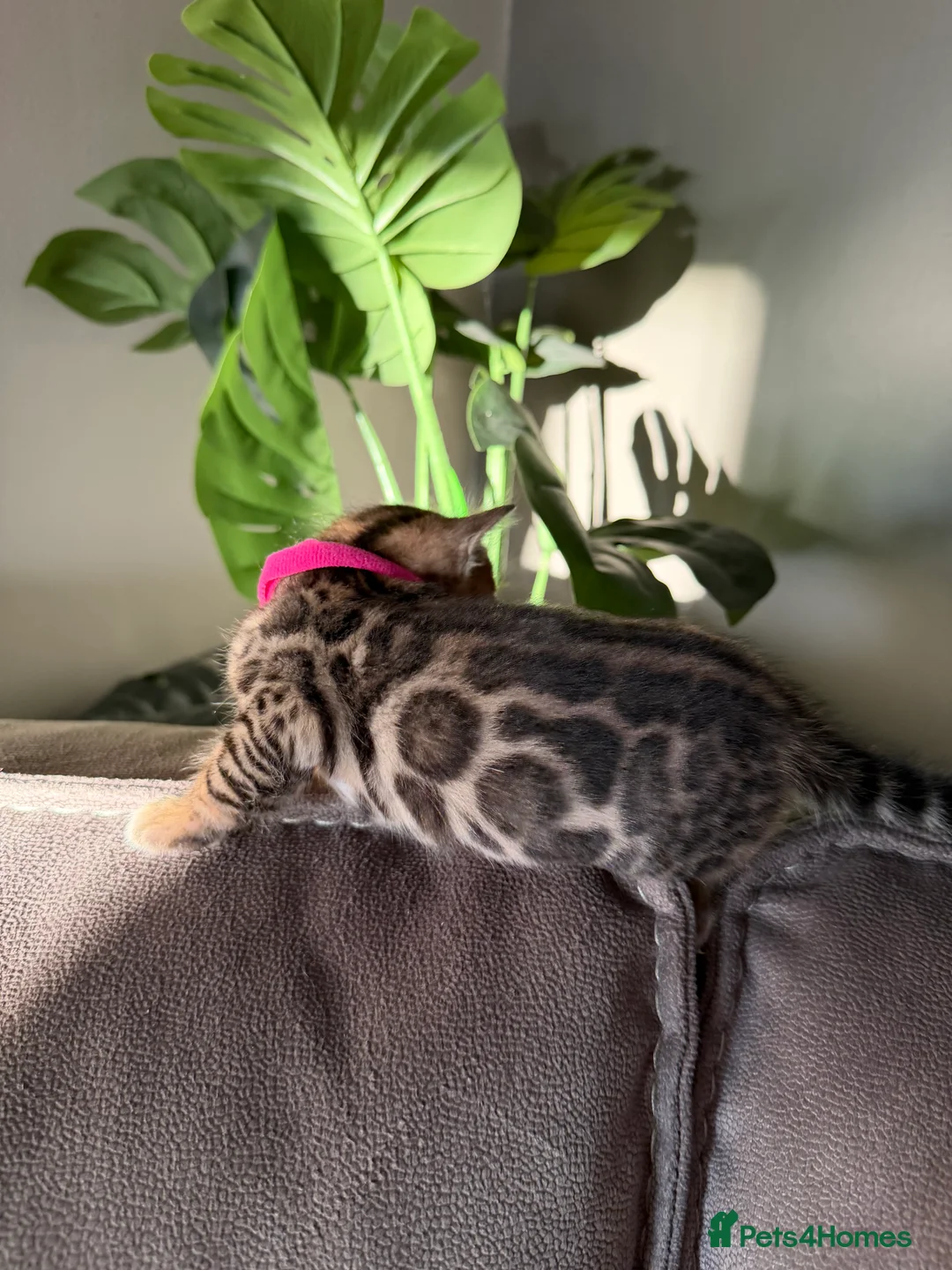 Bengal cats for sale: Beautiful Pedigree Bengal kittens for sale  - Advert 16