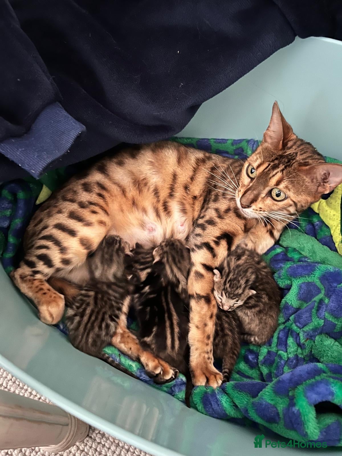 Bengal cats BEAUTIFUL BENGAL CROSS KITTENS-TWO GIRLS LEFT  - Advert 2