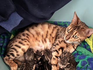 Bengal cats BEAUTIFUL BENGAL CROSS KITTENS-TWO GIRLS LEFT - Advert 2