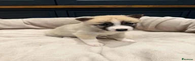 Pomsky 1