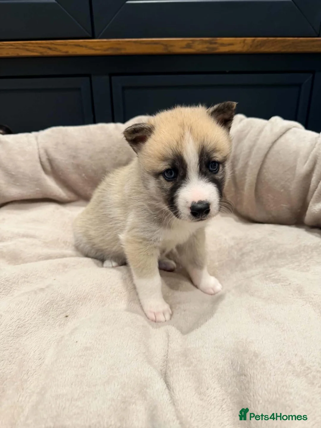Pomsky dogs for sale: F2 Pomsky puppies in Brampton - Advert 2