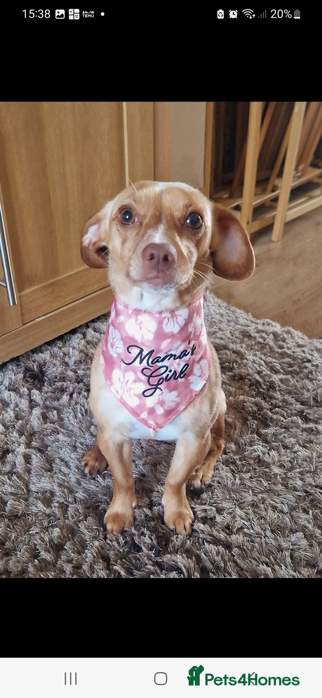 Mixed Breed dogs Trixie for sale 2year old - Advert 3