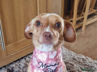 Mixed Breed dogs Trixie for sale 2year old - Advert 10