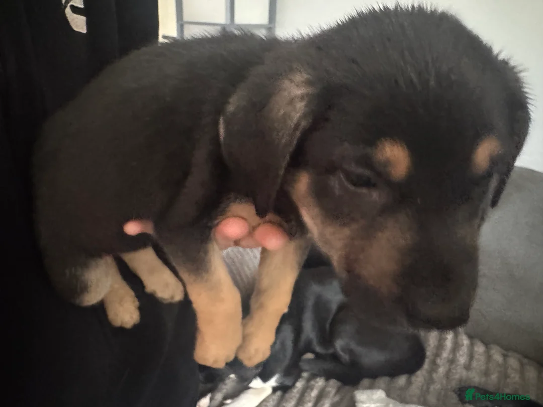 Mixed Breed dogs for sale: Staffy x belgian malinois  - Advert 2