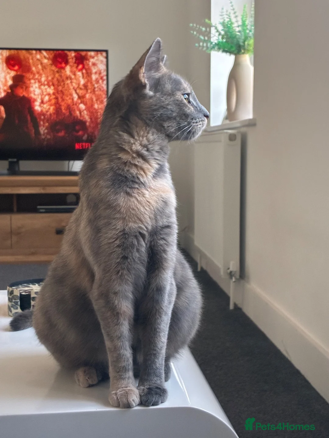 Mixed Breed cats for sale: British Shorthair mixed in Great Yarmouth - Advert 2