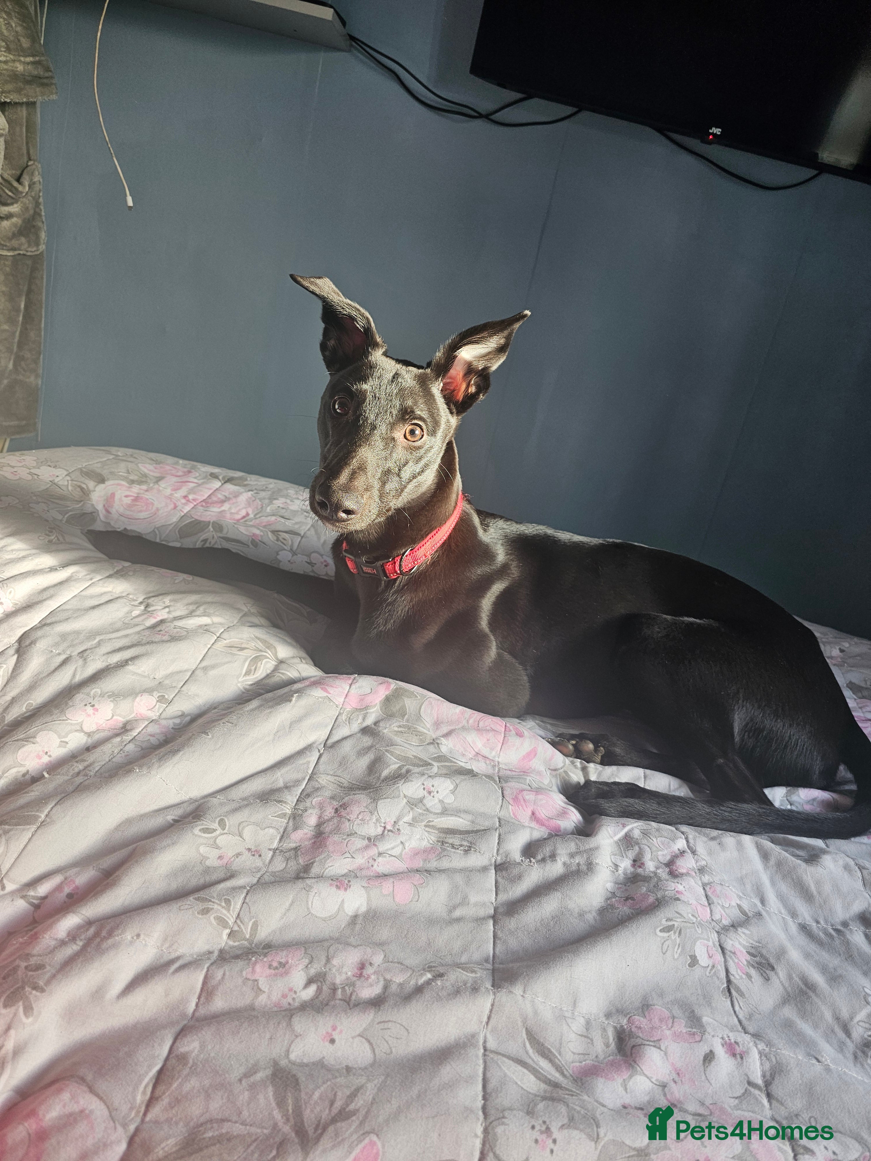 Lurcher dogs Beautiful 6 months puppy  - Advert 4