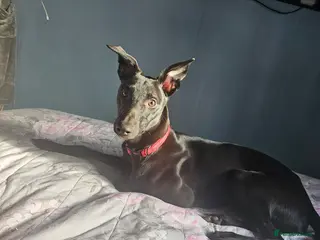 Lurcher dogs Beautiful 6 months puppy - Advert 4