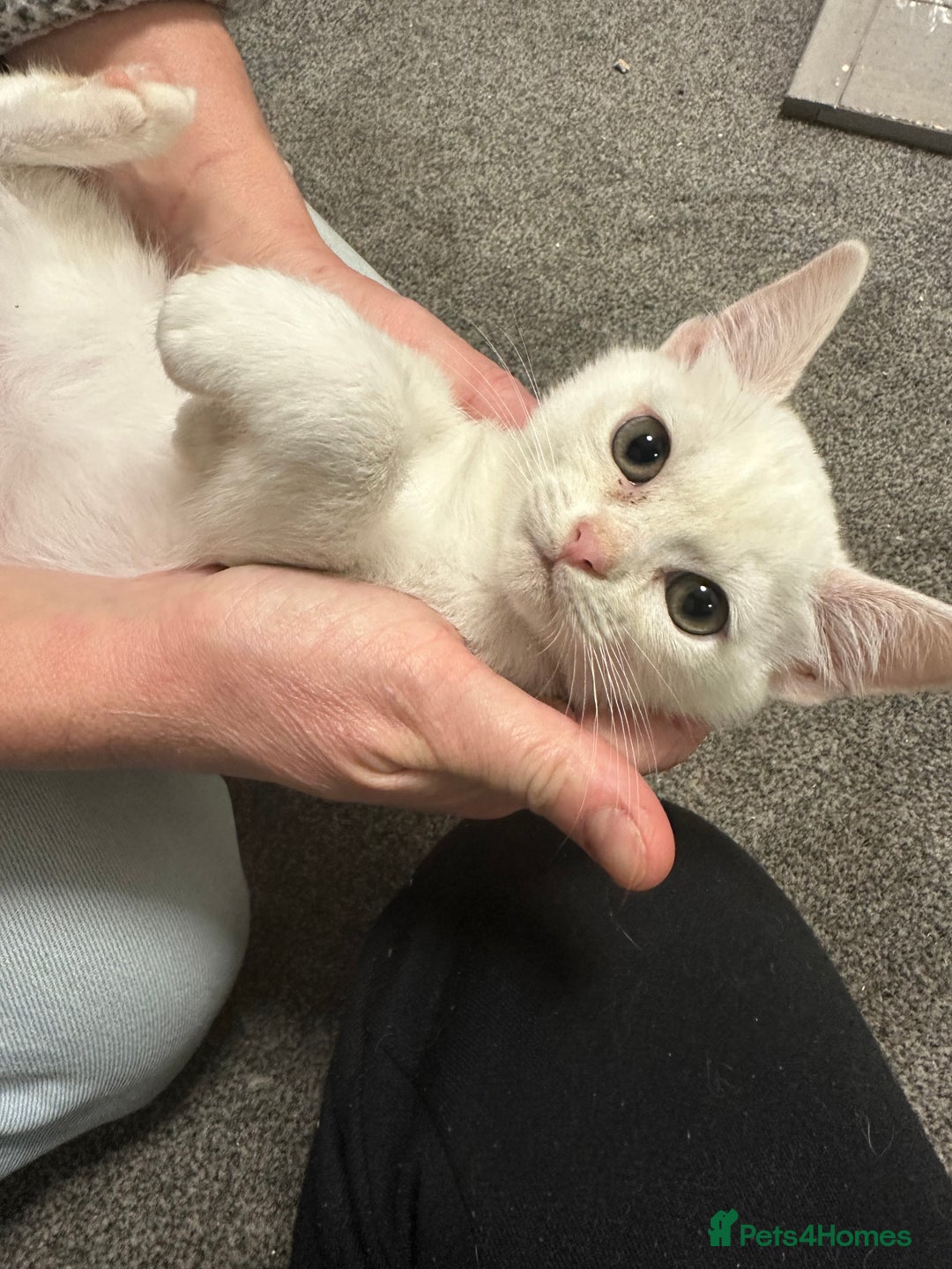 Asian cats for sale: GCCF pedigree Asian kittens  - Advert 4