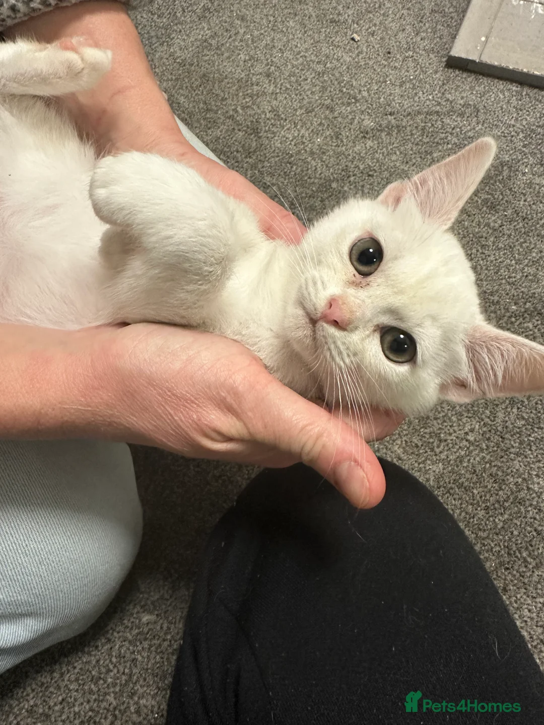 Asian cats for sale: GCCF pedigree Asian kittens  - Advert 3