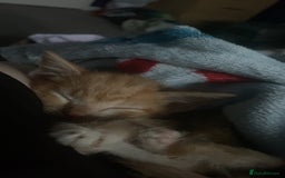 Mixed Breed cats for sale: Benji (11 week old kitten) - Image 2