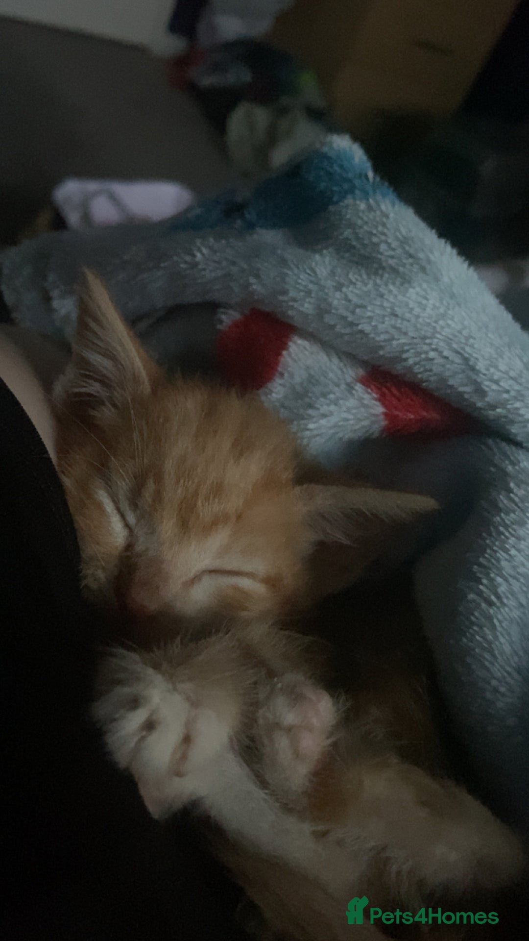 Mixed Breed cats for sale: Benji (11 week old kitten) - Image 2