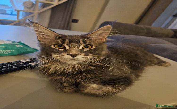 Maine Coon cats - Advert 3