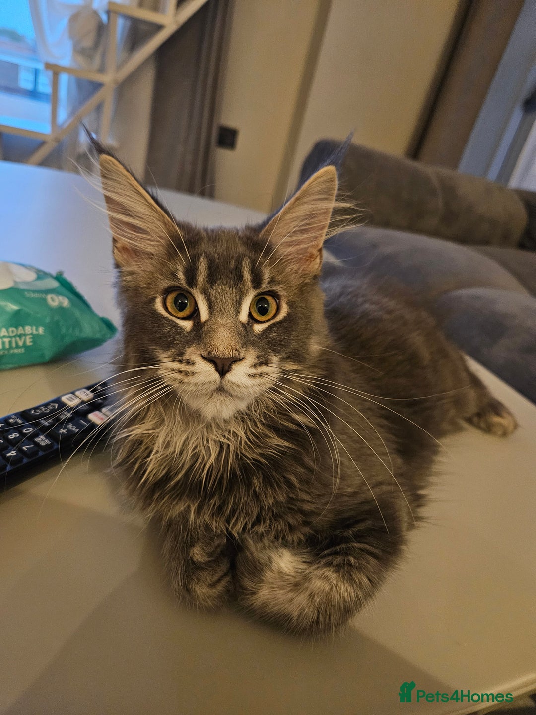 Maine Coon cats for sale: Maine coon pure breed - Image 1