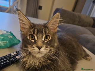 Maine Coon cats - Advert 32