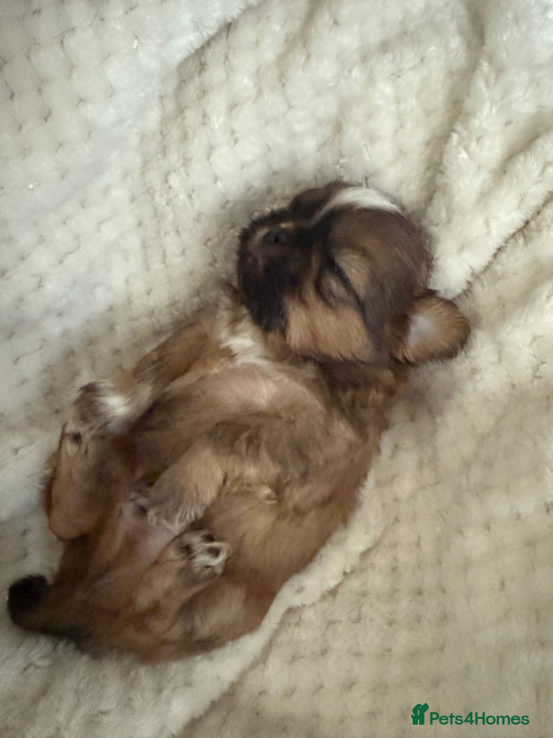 Shih Tzu dogs for sale: Shih tzu puppies  - Advert 9