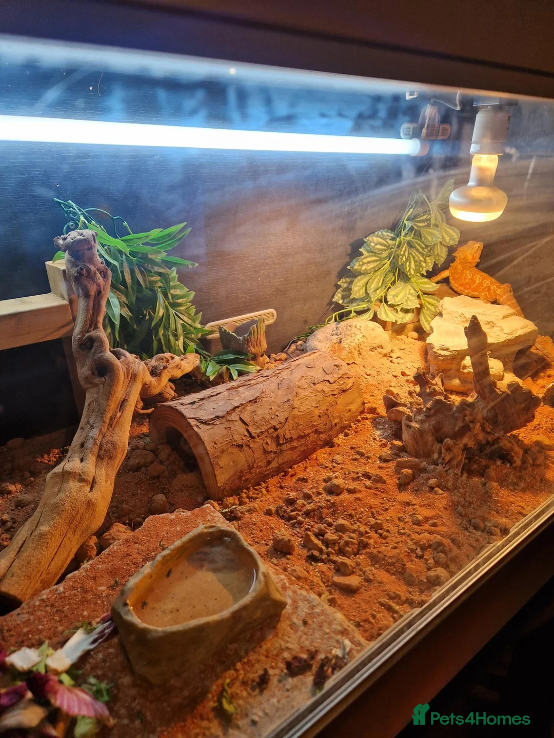 Bearded Dragon reptiles for sale: Female beardy in Farnborough - Advert 3