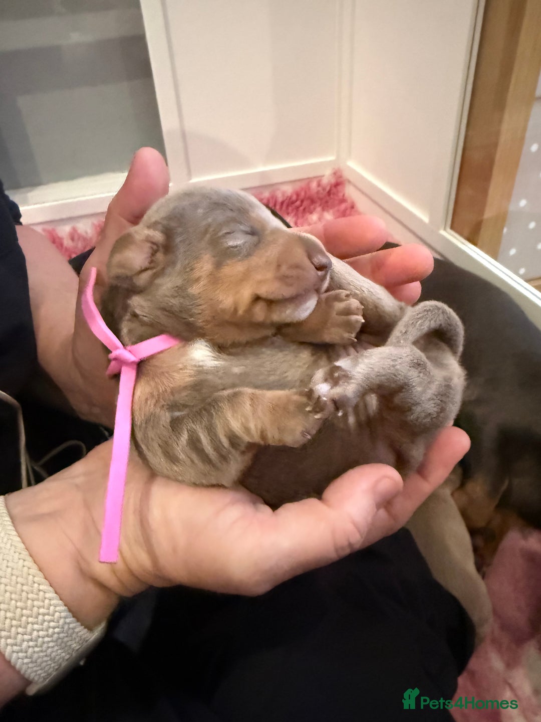 Dachshund dogs for sale: Health Tested Parents Dachshund Puppies   - Advert 18