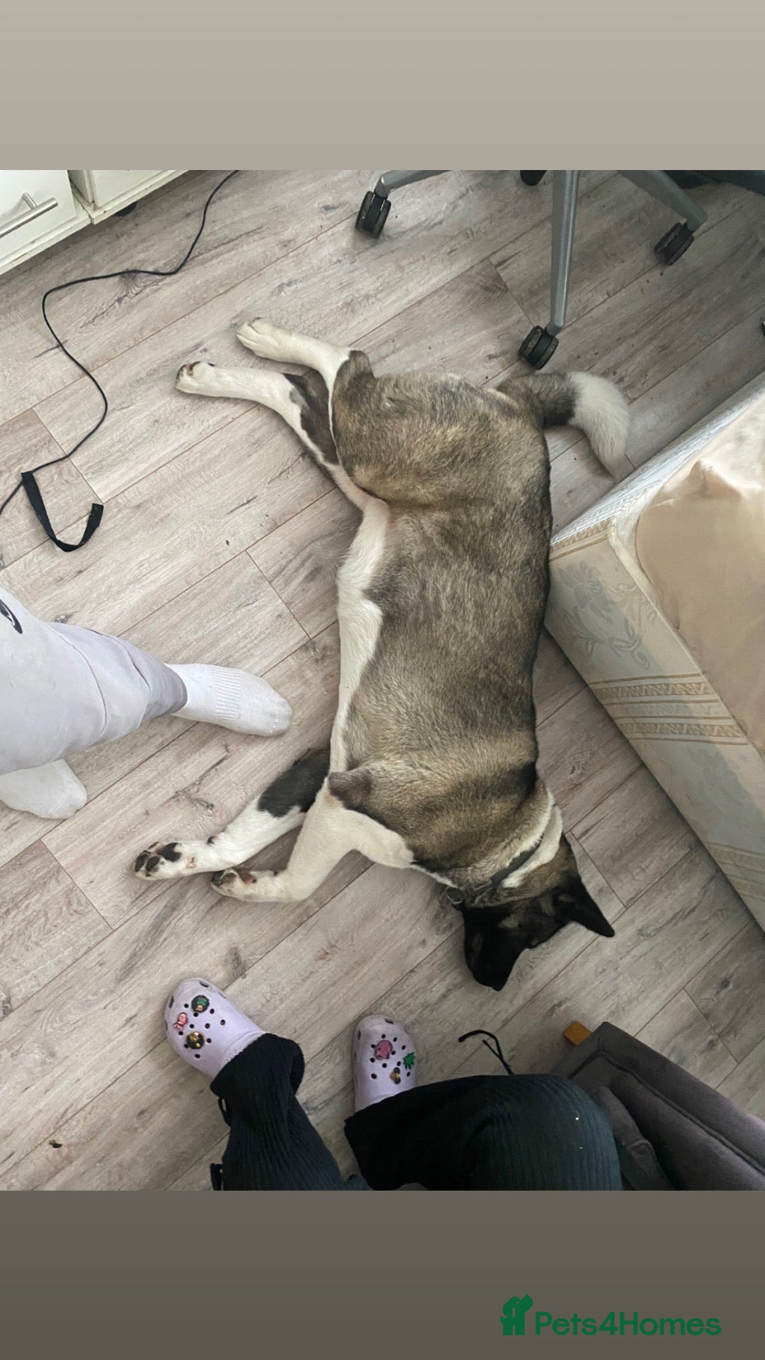 Akita dogs for sale: Pedigree Female American Akita  - Advert 20