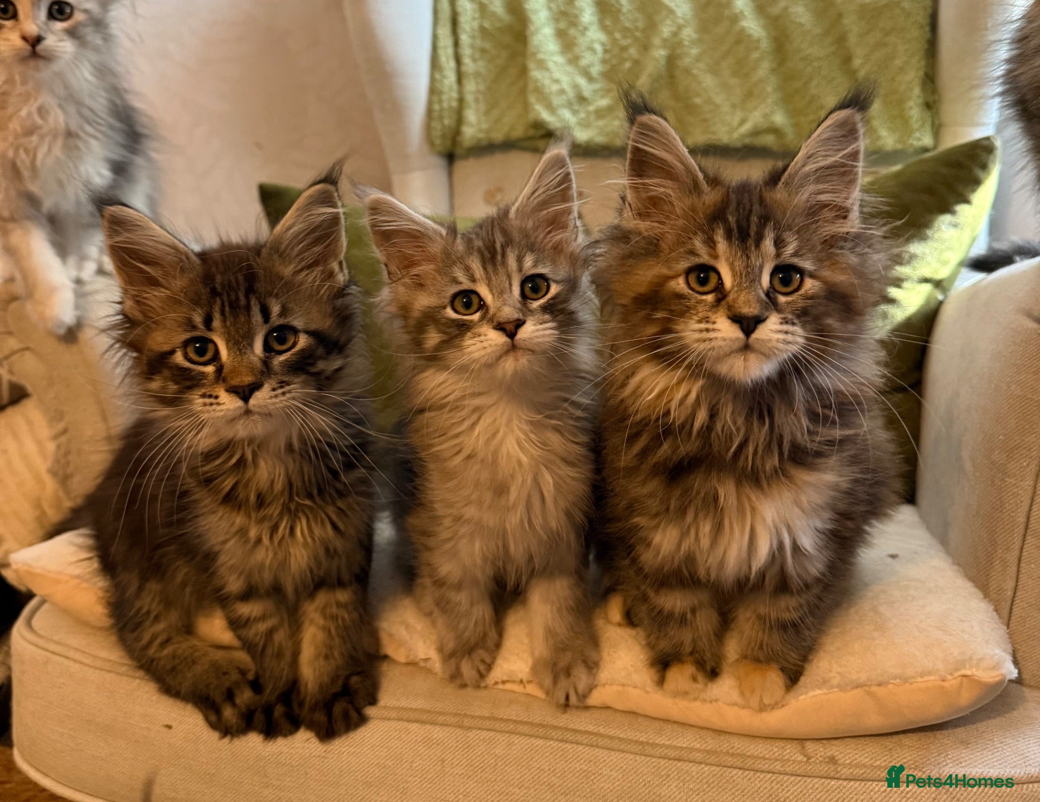 Maine Coon cats Maine coon kittens - Advert 1