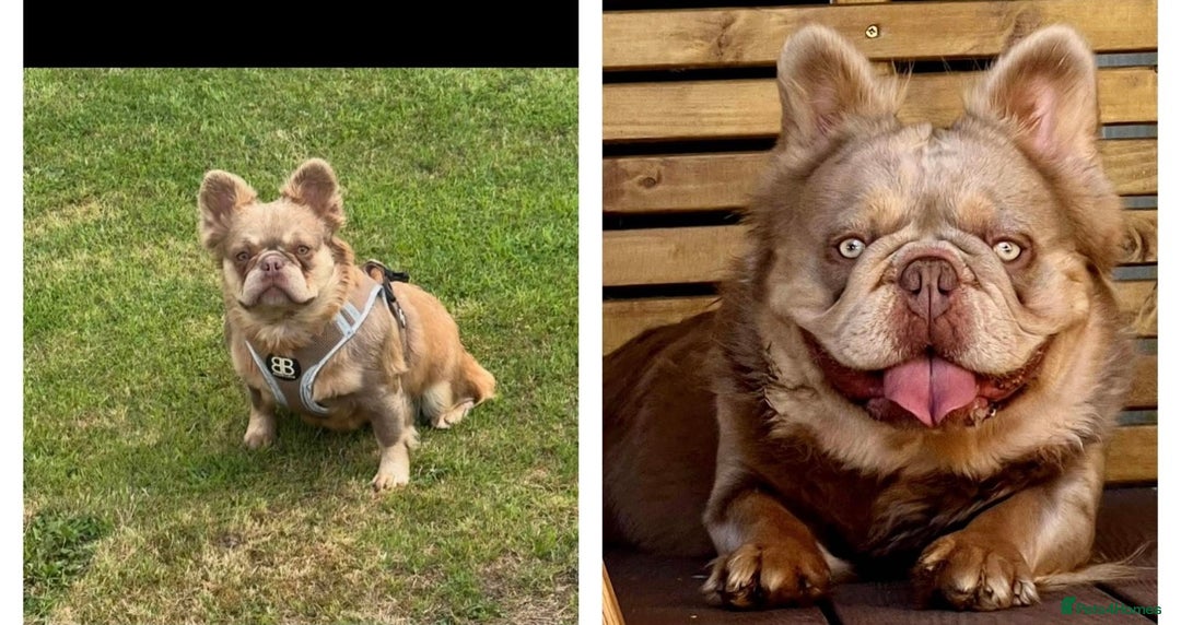 French Bulldog dogs for sale: Fluffy french bulldogs READ DESCRIPTION  - Advert 10