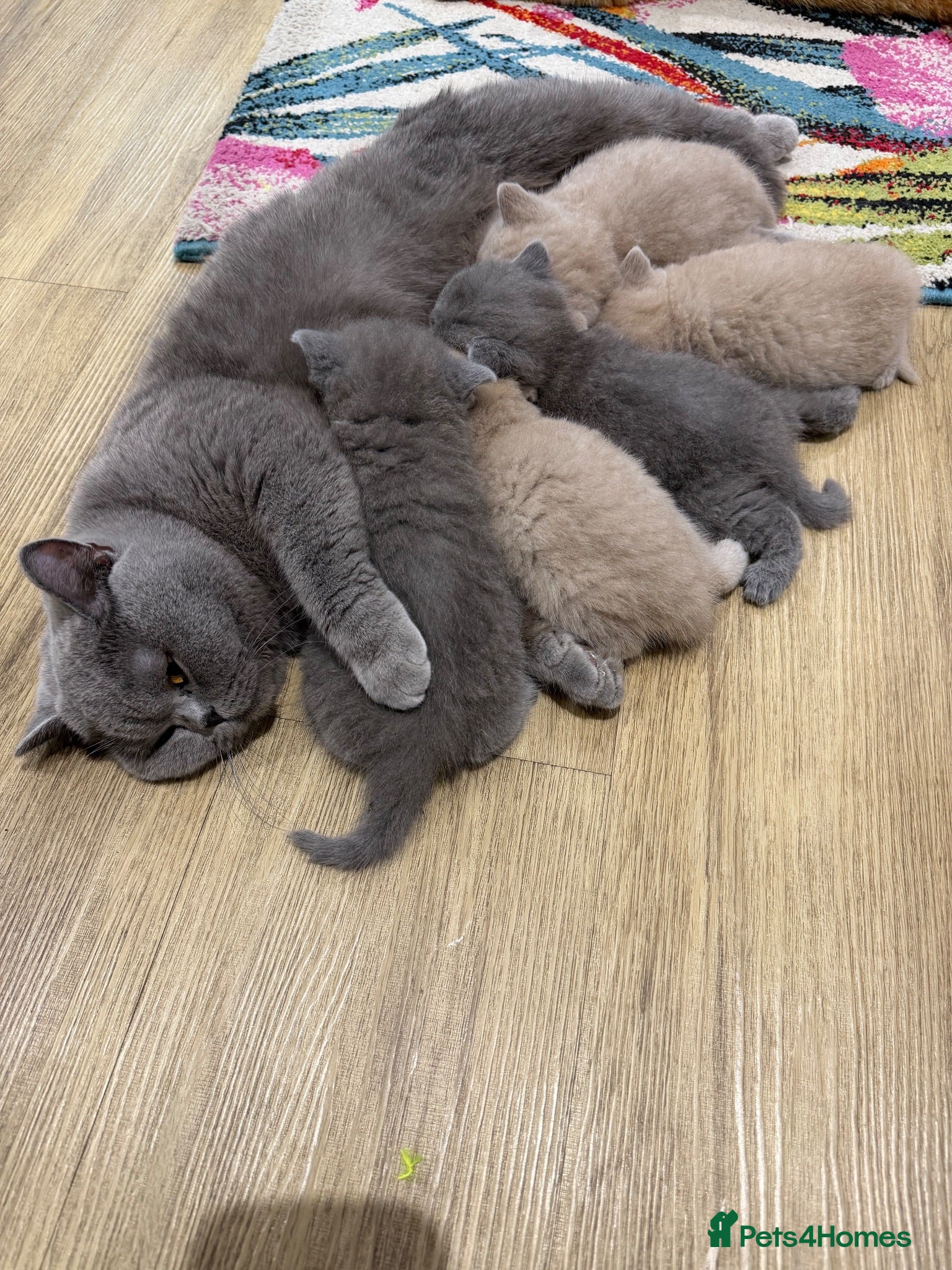 British Shorthair cats 5 Beautiful Lilac & Blue British Shorthair Kittens - Advert 1