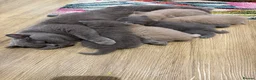 British Shorthair cats for sale: 5 Beautiful Lilac & Blue British Shorthair Kittens - Advert 1