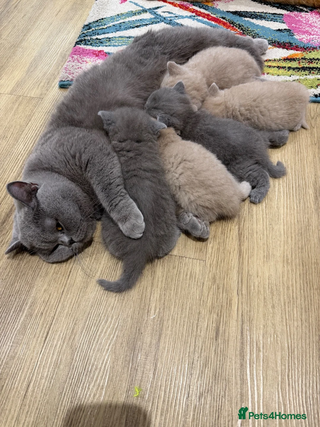 British Shorthair cats for sale: 5 Beautiful Lilac & Blue British Shorthair Kittens - Advert 1