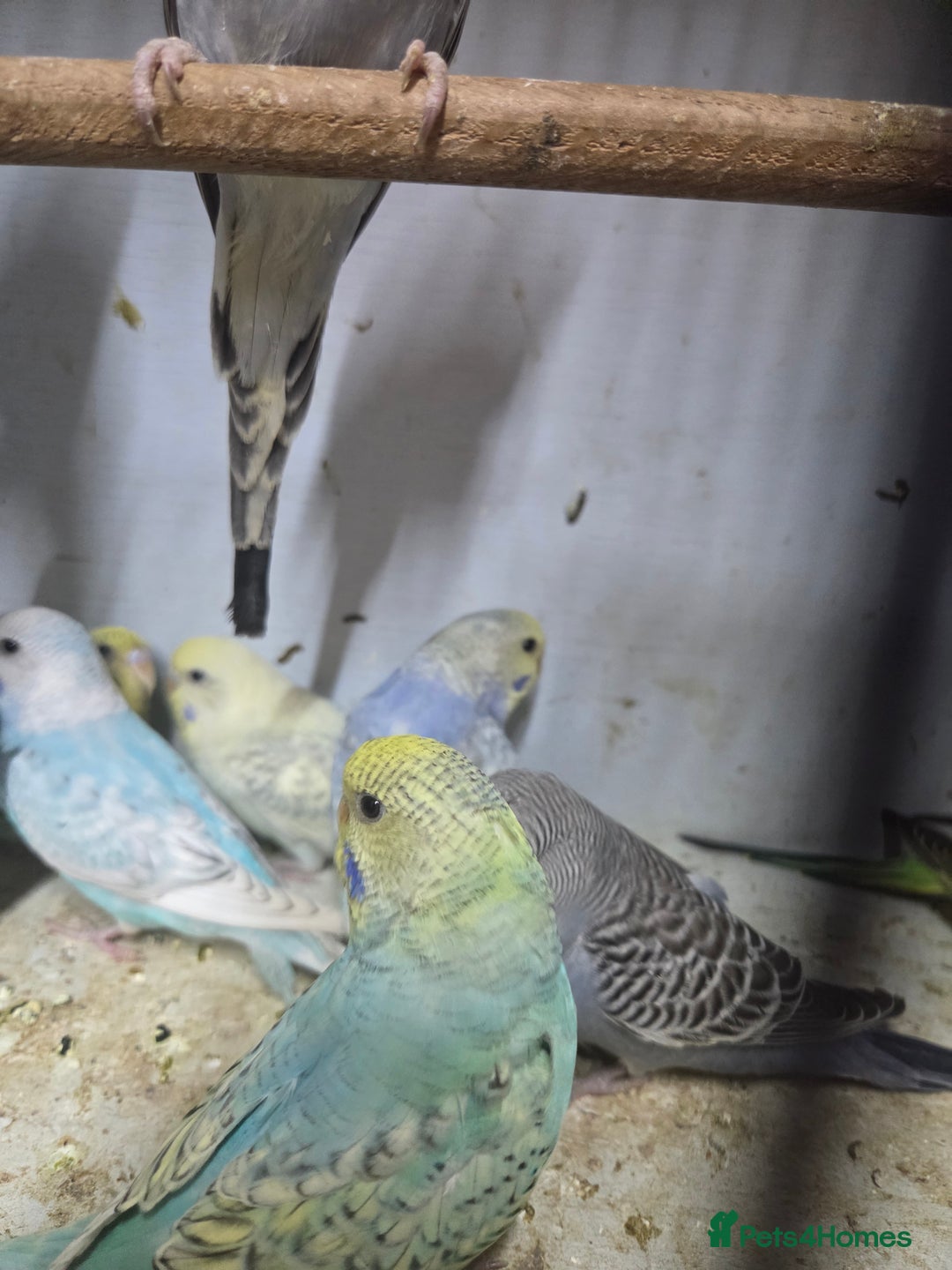 Budgerigars birds for sale:  budgies for sale - Advert 20