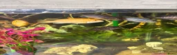 Cichlids fish for sale: Baby chichlids in Wellingborough - Advert 1