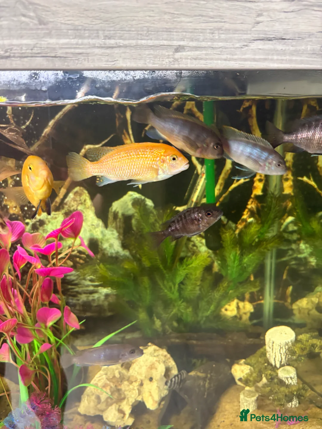 Cichlids fish for sale: Baby chichlids in Wellingborough - Advert 1
