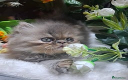 Persian cats for sale: Blue Persian kittens  - Image 23