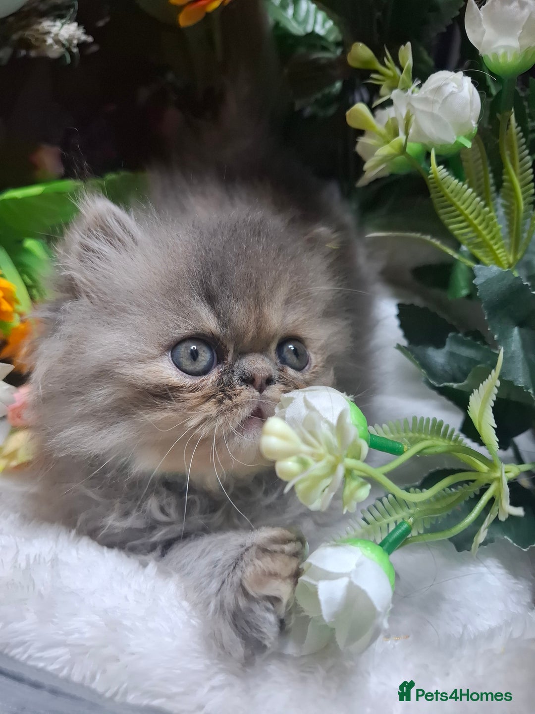Persian cats for sale: Blue Persian kittens  - Image 23
