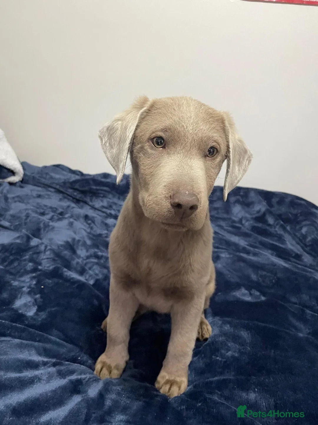 Labrador Retriever dogs for sale: Beautiful silver Labrador with grey eyes in London - Advert 1